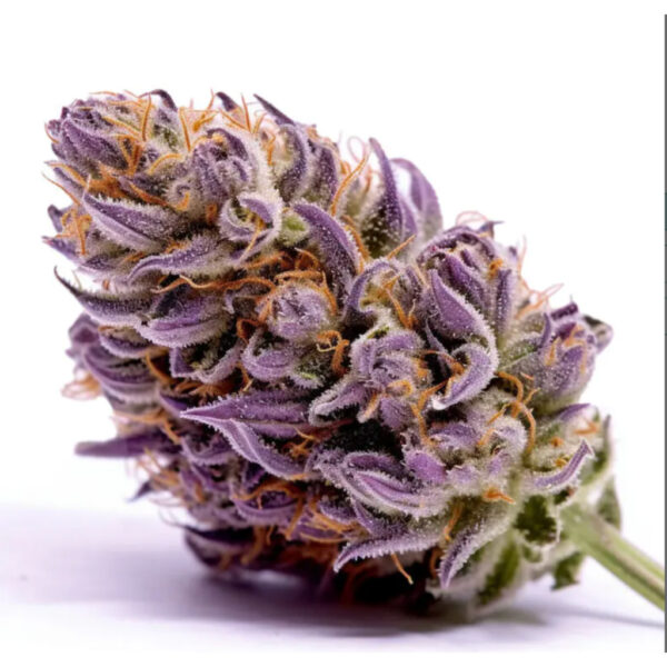 เมล็ดกัญชา Purple Punch (Fem) - Seeds Genetics.Co - Image 6