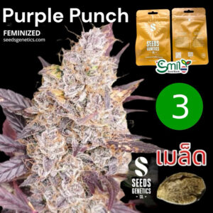 เมล็ดกัญชา Purple Punch (Fem) - Seeds Genetics.Co