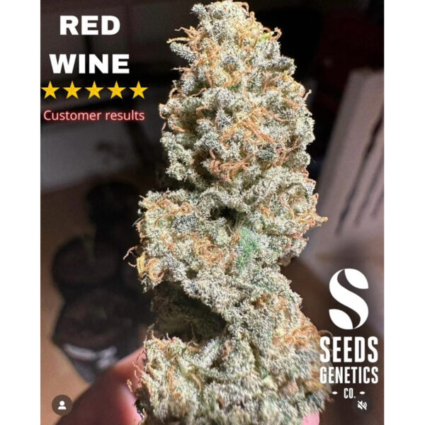 เมล็ดกัญชา Red Wine (Fem) ใหม่ล่าสุด* - Seeds Genetics.Co - Image 2