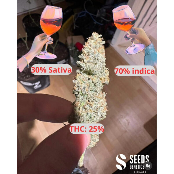 เมล็ดกัญชา Red Wine (Fem) ใหม่ล่าสุด* - Seeds Genetics.Co - Image 4