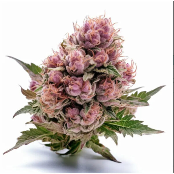 เมล็ดกัญชา Red Wine (Fem) ใหม่ล่าสุด* - Seeds Genetics.Co - Image 3