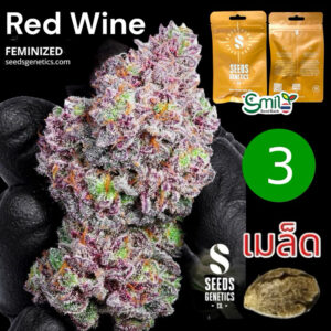 เมล็ดกัญชา Red Wine (Fem) ใหม่ล่าสุด* - Seeds Genetics.Co