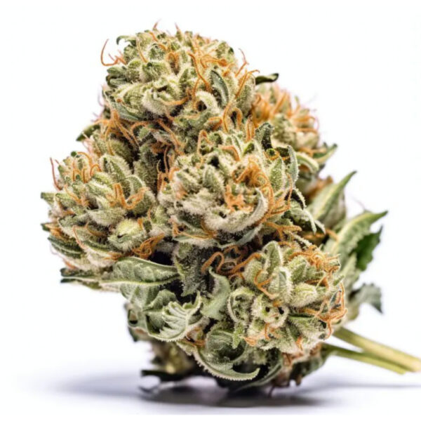 เมล็ดกัญชา Royal Moby (Fem) - Seeds Genetics.Co - Image 2