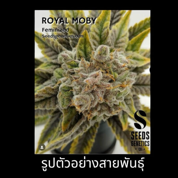 เมล็ดกัญชา Royal Moby (Fem) - Seeds Genetics.Co - Image 6