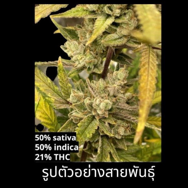 เมล็ดกัญชา Royal Moby (Fem) - Seeds Genetics.Co - Image 5
