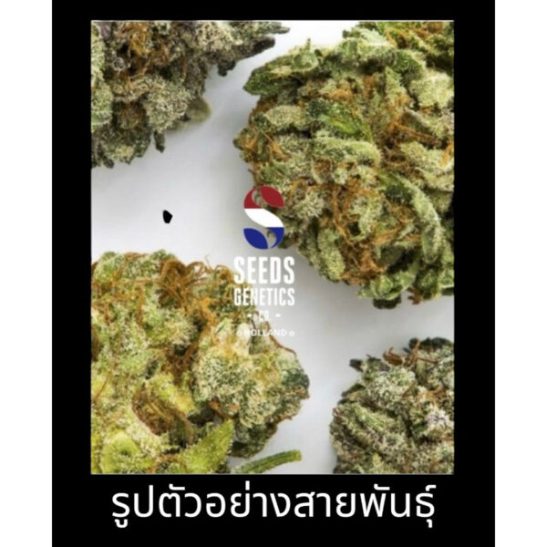 เมล็ดกัญชา Royal Moby (Fem) - Seeds Genetics.Co - Image 4