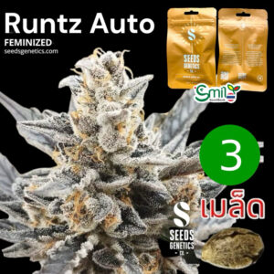 เมล็ดกัญชา Runtz (Auto) ขายดี* - Seeds Genetics.Co