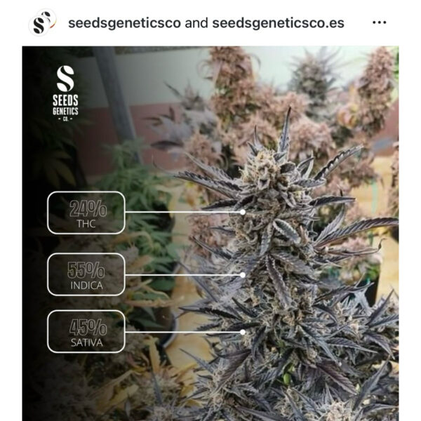 เมล็ดกัญชา Runtz (Auto) ขายดี* - Seeds Genetics.Co - Image 3