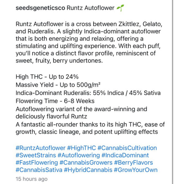 เมล็ดกัญชา Runtz (Auto) ขายดี* - Seeds Genetics.Co - Image 6