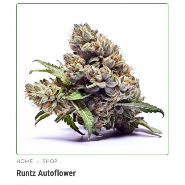 เมล็ดกัญชา Runtz (Auto) ขายดี* - Seeds Genetics.Co - Image 5
