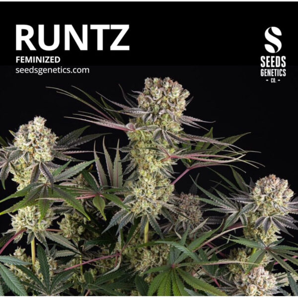 เมล็ดกัญชา Runtz (Fem) - Seeds Genetics.Co - Image 2