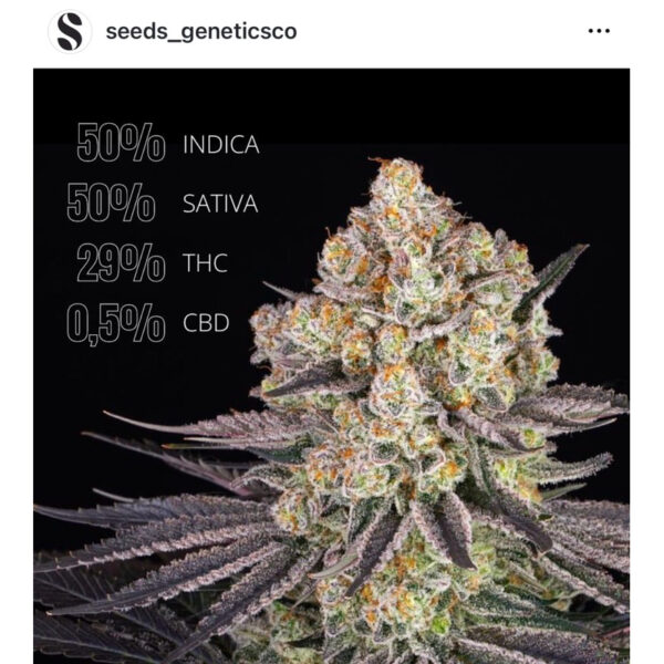 เมล็ดกัญชา Runtz (Fem) - Seeds Genetics.Co - Image 4