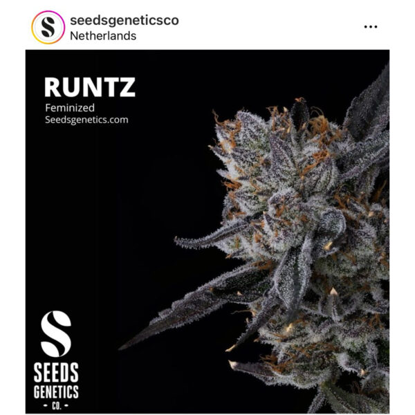 เมล็ดกัญชา Runtz (Fem) - Seeds Genetics.Co - Image 3