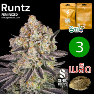 เมล็ดกัญชา Runtz (Fem) - Seeds Genetics.Co