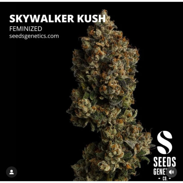 เมล็ดกัญชา Skywalker Kush (Fem) - Seeds Genetics.Co - Image 2