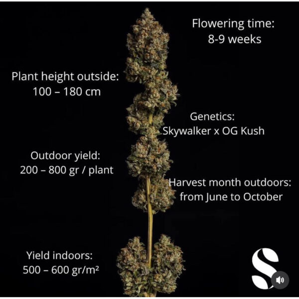 เมล็ดกัญชา Skywalker Kush (Fem) - Seeds Genetics.Co - Image 3