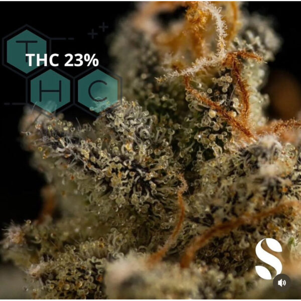 เมล็ดกัญชา Skywalker Kush (Fem) - Seeds Genetics.Co - Image 5