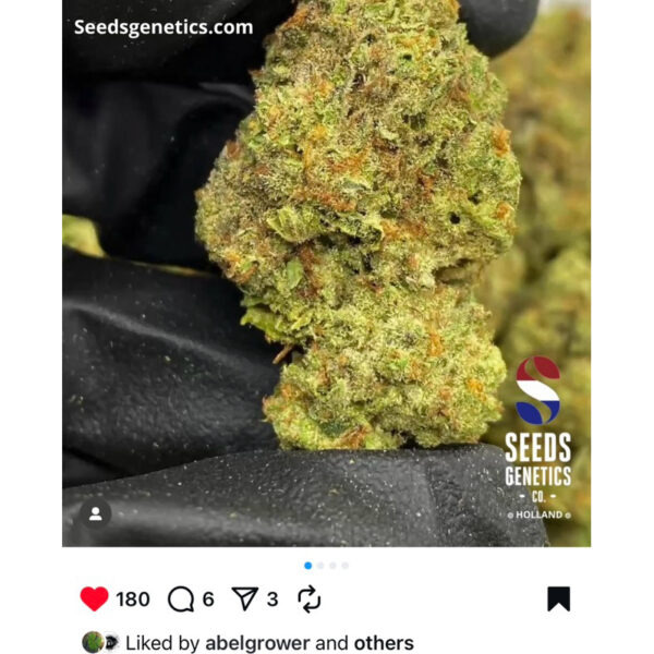 เมล็ดกัญชา Skywalker Kush (Fem) - Seeds Genetics.Co - Image 6