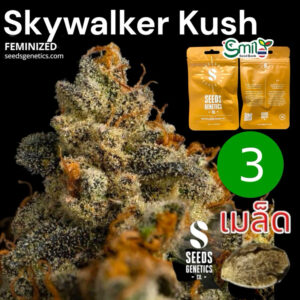 เมล็ดกัญชา Skywalker Kush (Fem) - Seeds Genetics.Co