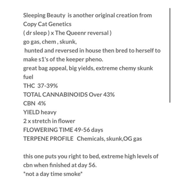 เมล็ดกัญชา Sleeping Beauty S1 (Fem) - Copycat Genetix - Image 2