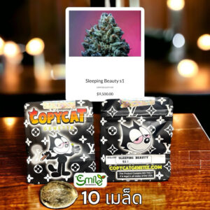 เมล็ดกัญชา Sleeping Beauty S1 (Fem) - Copycat Genetix
