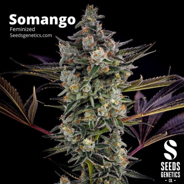 เมล็ดกัญชา Somango (Fem) - Seeds Genetics.Co - Image 2