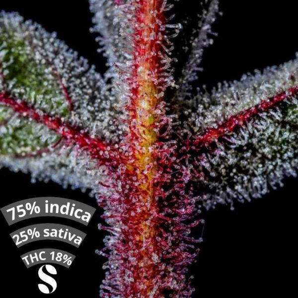 เมล็ดกัญชา Somango (Fem) - Seeds Genetics.Co - Image 7