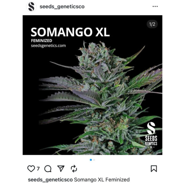 เมล็ดกัญชา Somango (Fem) - Seeds Genetics.Co - Image 6