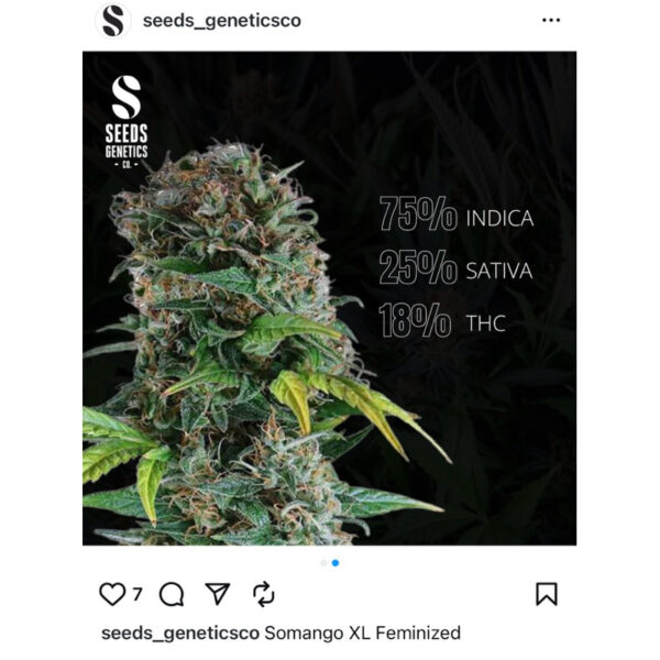 เมล็ดกัญชา Somango (Fem) - Seeds Genetics.Co - Image 5