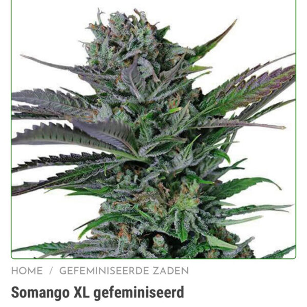 เมล็ดกัญชา Somango (Fem) - Seeds Genetics.Co - Image 4