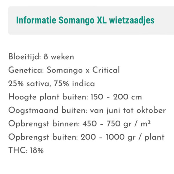 เมล็ดกัญชา Somango (Fem) - Seeds Genetics.Co - Image 3