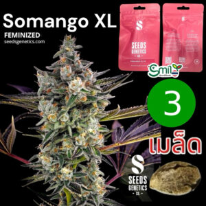 เมล็ดกัญชา Somango (Fem) - Seeds Genetics.Co