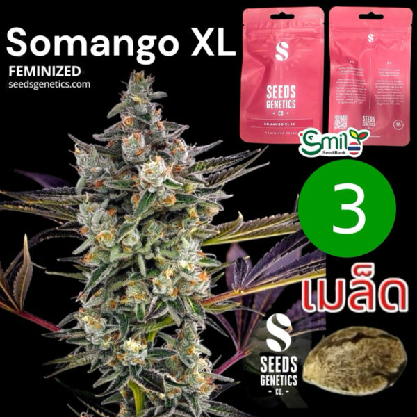 เมล็ดกัญชา Somango (Fem) - Seeds Genetics.Co