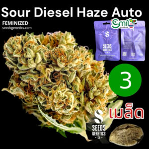 เมล็ดกัญชา Sour Diesel Haze (Auto) - Seeds Genetics.Co