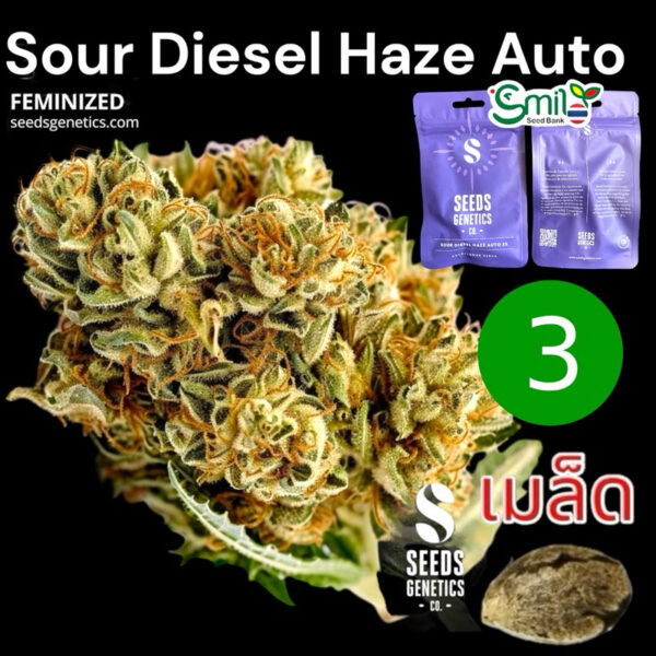 เมล็ดกัญชา Sour Diesel Haze (Auto) - Seeds Genetics.Co
