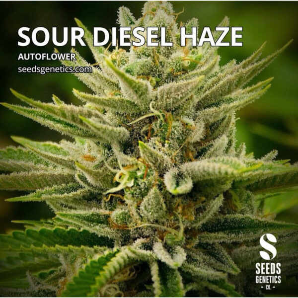 เมล็ดกัญชา Sour Diesel Haze (Auto) - Seeds Genetics.Co - Image 2