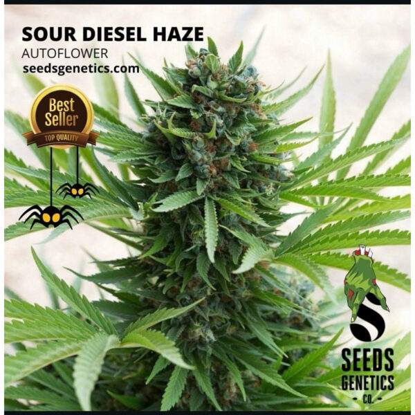 เมล็ดกัญชา Sour Diesel Haze (Auto) - Seeds Genetics.Co - Image 8