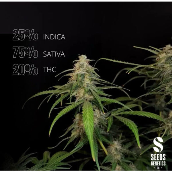 เมล็ดกัญชา Sour Diesel Haze (Auto) - Seeds Genetics.Co - Image 7