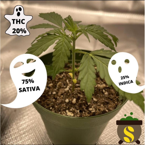 เมล็ดกัญชา Sour Diesel Haze (Auto) - Seeds Genetics.Co - Image 5