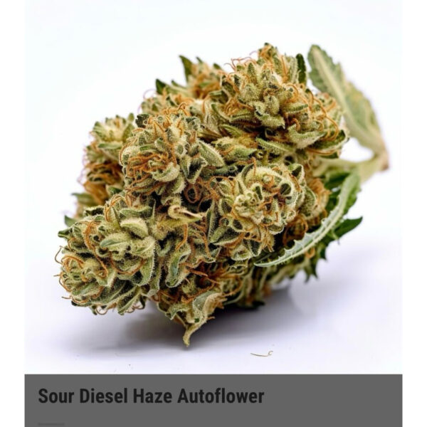 เมล็ดกัญชา Sour Diesel Haze (Auto) - Seeds Genetics.Co - Image 4