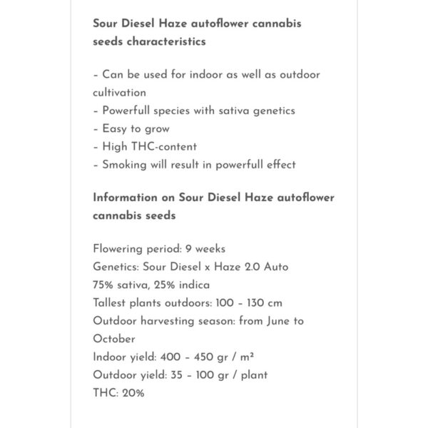 เมล็ดกัญชา Sour Diesel Haze (Auto) - Seeds Genetics.Co - Image 3
