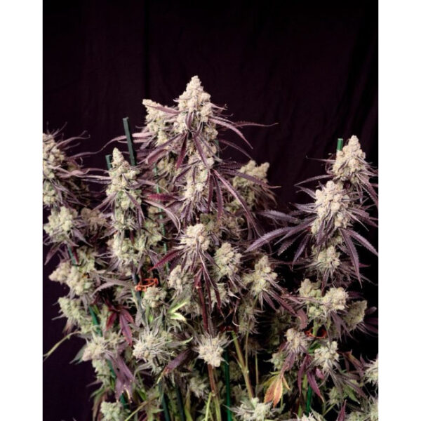 เมล็ดกัญชา Straw-lectric Lemonade (Fem) - Loving In Her Eyes Seeds - Image 8