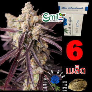 เมล็ดกัญชา Straw-lectric Lemonade (Fem) - Loving In Her Eyes Seeds