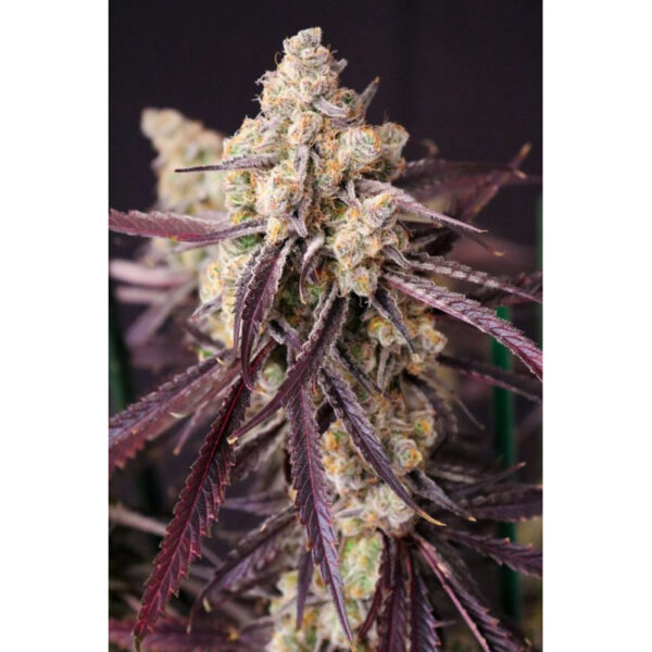 เมล็ดกัญชา Straw-lectric Lemonade (Fem) - Loving In Her Eyes Seeds - Image 7