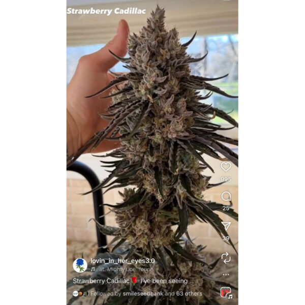 เมล็ดกัญชา Straw-lectric Lemonade (Fem) - Loving In Her Eyes Seeds - Image 5