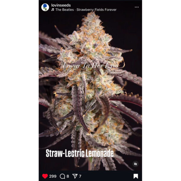 เมล็ดกัญชา Straw-lectric Lemonade (Fem) - Loving In Her Eyes Seeds - Image 4