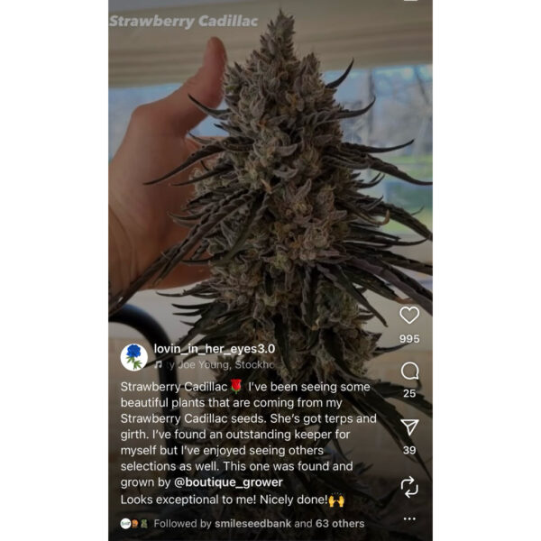 เมล็ดกัญชา Straw-lectric Lemonade (Fem) - Loving In Her Eyes Seeds - Image 3