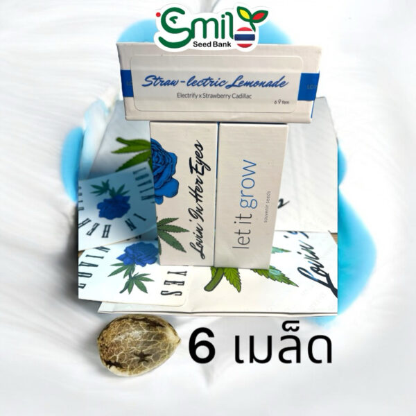 เมล็ดกัญชา Straw-lectric Lemonade (Fem) - Loving In Her Eyes Seeds - Image 2