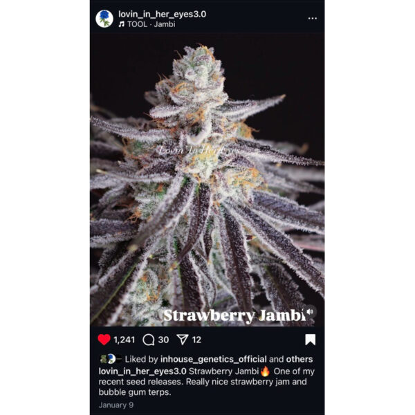 เมล็ดกัญชา Strawberry  Jambi (Fem) - Loving In Her Eyes Seeds - Image 2