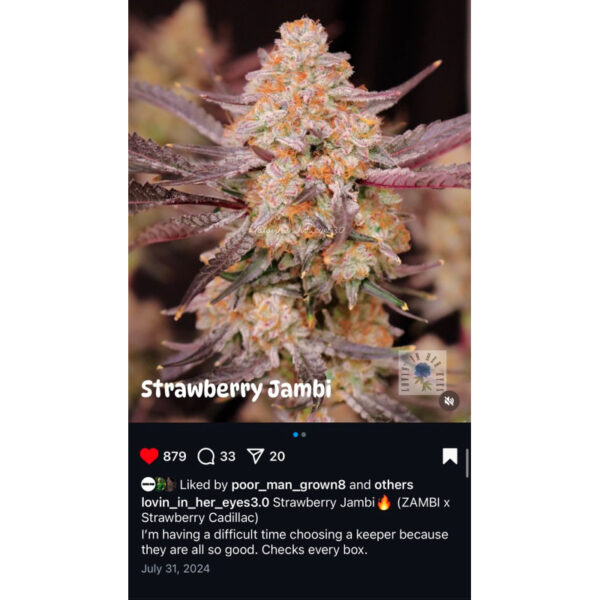 เมล็ดกัญชา Strawberry  Jambi (Fem) - Loving In Her Eyes Seeds - Image 8